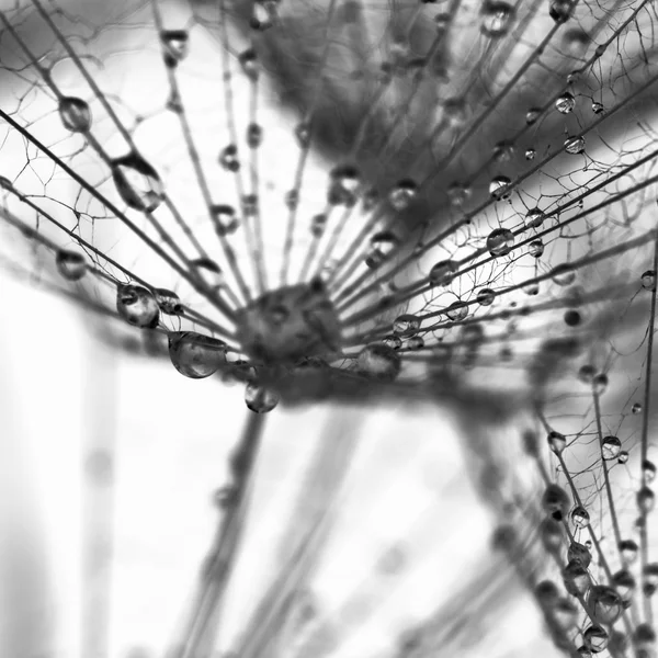 Dandelion seeds with water drops on natural background — Stock Photo, Image