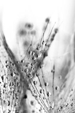 karahindiba tohumları ile doğal zemin üzerine su damlaları