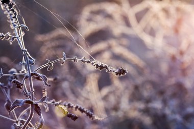 Işığa karşı alanındaki kurumuş otlar