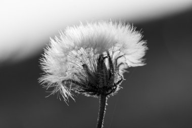 soyut kompozisyon kurutulmuş bitki tohumları ile. karahindiba tohumlar gibi görünüyor