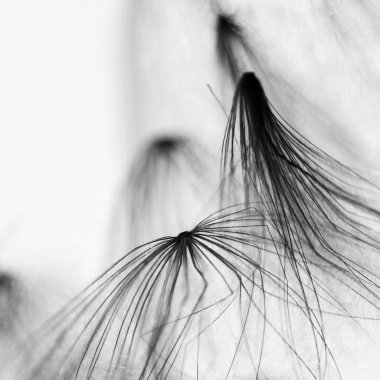 soyut kompozisyon kurutulmuş bitki tohumları ile. karahindiba tohumlar gibi görünüyor