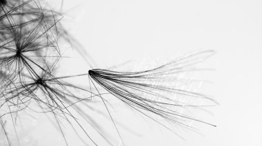 soyut kompozisyon kurutulmuş bitki tohumları ile. karahindiba tohumlar gibi görünüyor