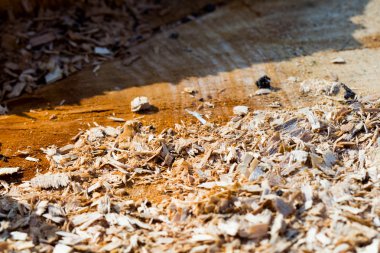 Ahşap parça çatlaklar üzerinden son zamanlarda kıyılmış ağaç gövdesi - dokular ile