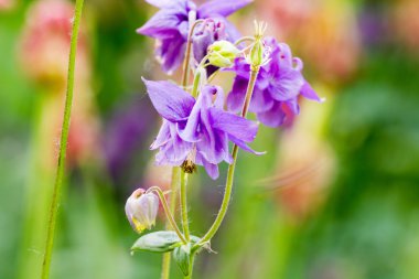 Doğal kökenli Columbine çiçek (aquilegia)