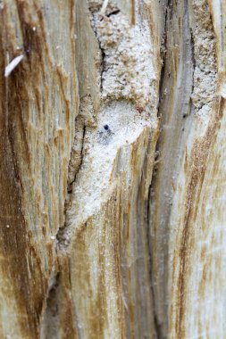 eski bir ağaç gövdesi solucan izleri olan ahşap solucanlar tarafından yemiş kabukları ağacına kalır.