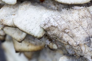 eski bir sandık ile doğal bir arka plan üzerinde beyaz ağaç mantarı