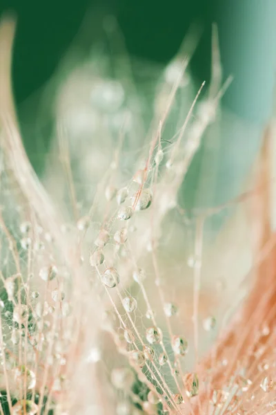 Semillas de diente de león con gotas de agua sobre fondo natural — Foto de Stock