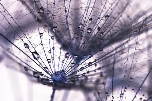 Dandelion seeds with water drops on natural background — Stock Photo, Image