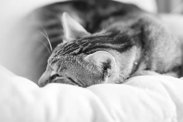 Black and white photo of a sleepy, beautiful cat on an armchair — Stock Photo, Image