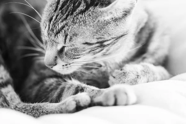 Black and white photo of a sleepy, beautiful cat on an armchair — Stock Photo, Image