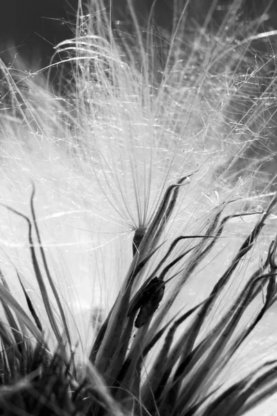 Hierbas secas en el campo contra la luz — Foto de Stock