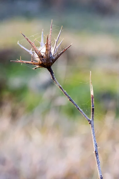 Hierbas secas en el campo contra la luz — Foto de Stock