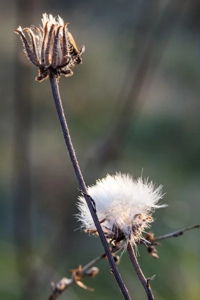 Abstract composition with dried plants seeds. Looks like dandelion seeds — Stock Photo, Image