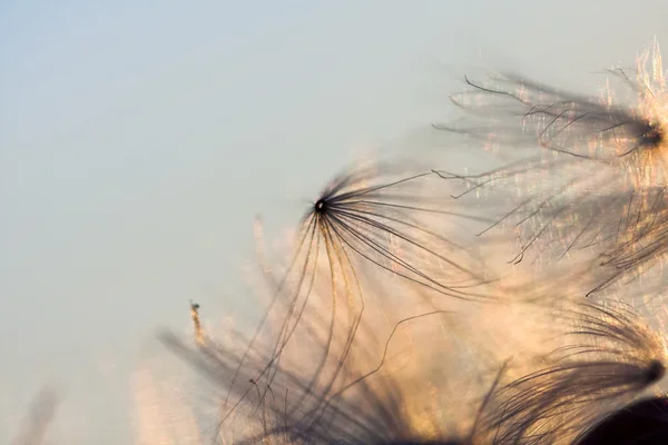 Abstract composition with dried plants seeds. Looks like dandelion seeds — Stock Photo, Image