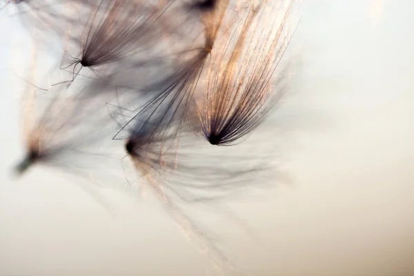 Abstract composition with dried plants seeds. Looks like dandelion seeds — Stock Photo, Image