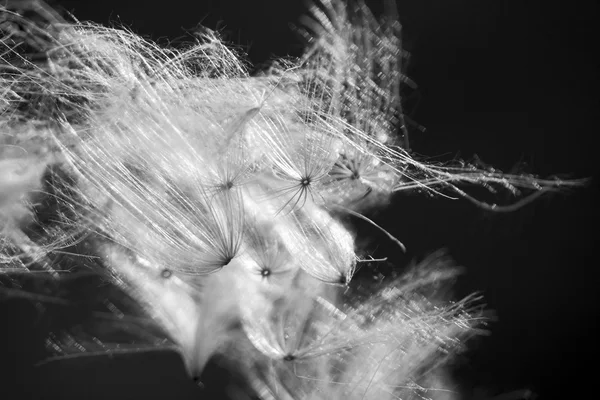 Composition abstraite avec graines de plantes séchées. On dirait des graines de pissenlit. — Photo