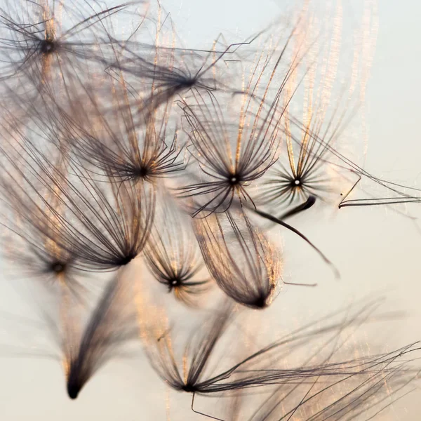 Composição abstrata com sementes de plantas secas. Parecem sementes de dente de leão. — Fotografia de Stock