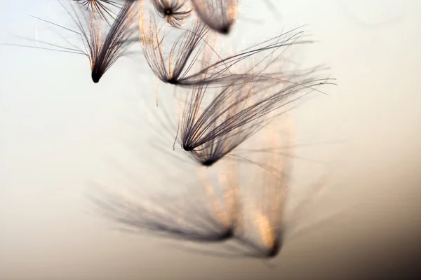 Abstract composition with dried plants seeds. Looks like dandelion seeds — Stock Photo, Image