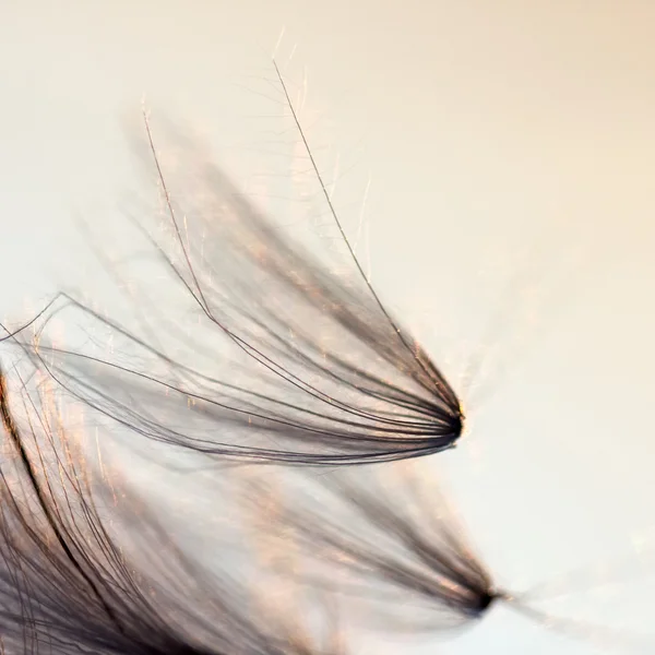 Abstract composition with dried plants seeds. Looks like dandelion seeds — Stock Photo, Image