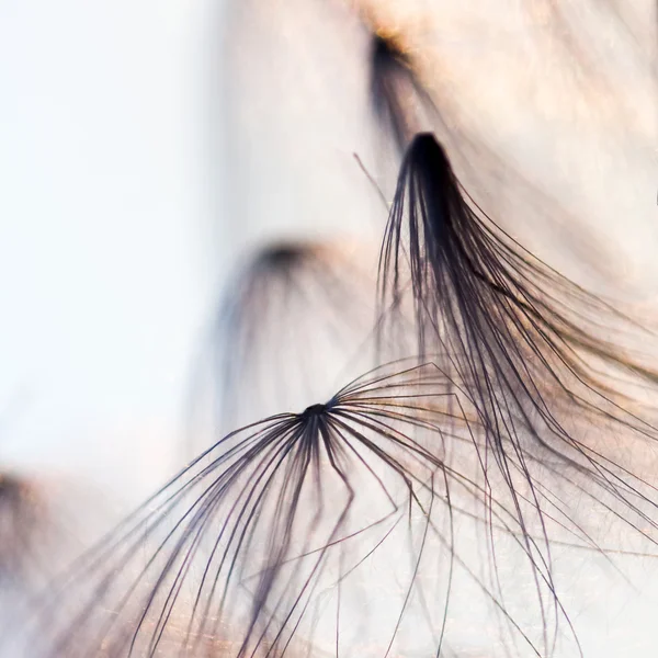 Abstract composition with dried plants seeds. Looks like dandelion seeds — Stock Photo, Image