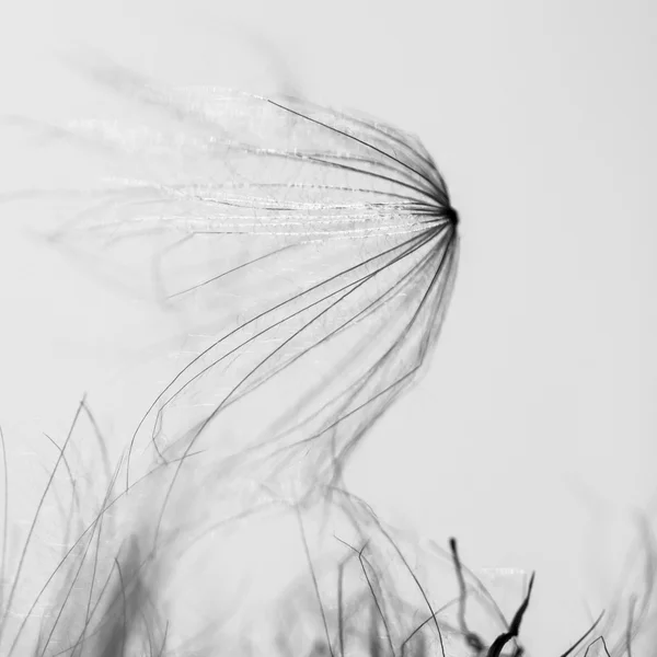 Abstract composition with dried plants seeds. Looks like dandelion seeds — Stock Photo, Image