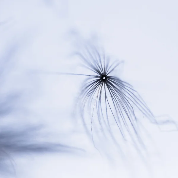 Composição abstrata com sementes de plantas secas. Parecem sementes de dente de leão. — Fotografia de Stock