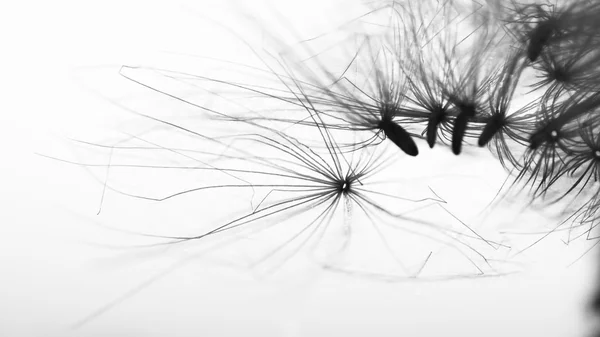 Abstract composition with dried plants seeds. Looks like dandelion seeds — Stock Photo, Image