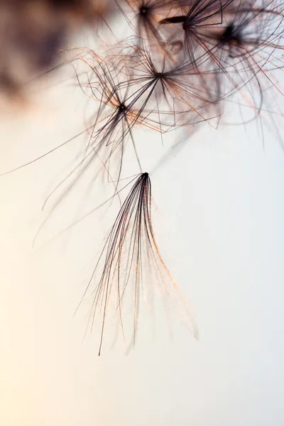Abstract composition with dried plants seeds. Looks like dandelion seeds — Stock Photo, Image