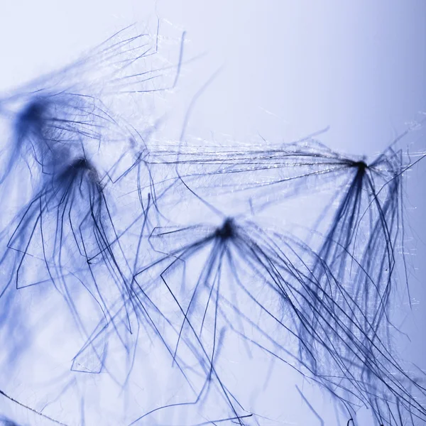 Abstract composition with dried plants seeds. Looks like dandelion seeds — Stock Photo, Image