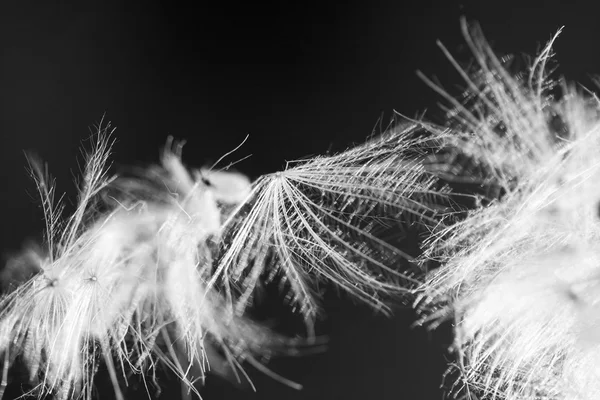 Composição abstrata com sementes de plantas secas. Parecem sementes de dente de leão. — Fotografia de Stock