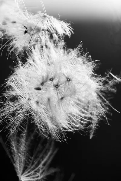 Abstracte compositie met gedroogde planten zaden. het lijkt erop dat paardebloem zaden — Stockfoto