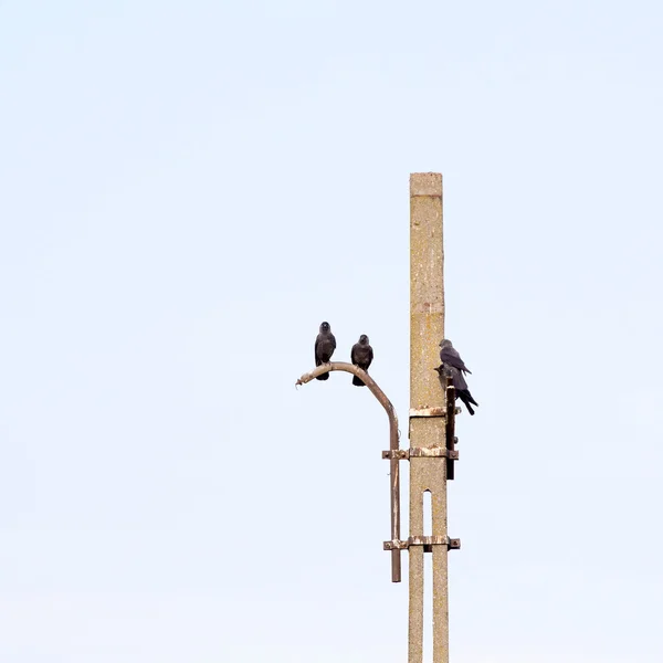 Černé vrány na konkrétní kůl s modrou oblohou v pozadí — Stock fotografie