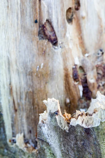 Restos de un viejo tronco de árbol sin corteza comido por gusanos de madera con rastros de gusano — Foto de Stock
