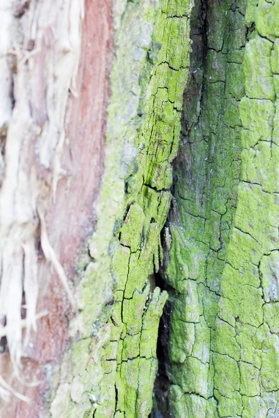 Απομένει από ένα παλιό δέντρο κορμό με το βρύο στο φλοιό και τρώγονται από ξύλινα σκουλήκια με ίχνη σκουλήκι — Φωτογραφία Αρχείου