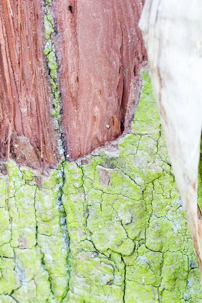 Restos de un tronco de árbol viejo con musgo en la corteza y comido por gusanos de madera con rastros de gusano — Foto de Stock