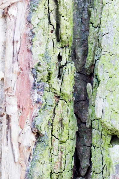 Restos de un tronco de árbol viejo con musgo en la corteza y comido por gusanos de madera con rastros de gusano — Foto de Stock