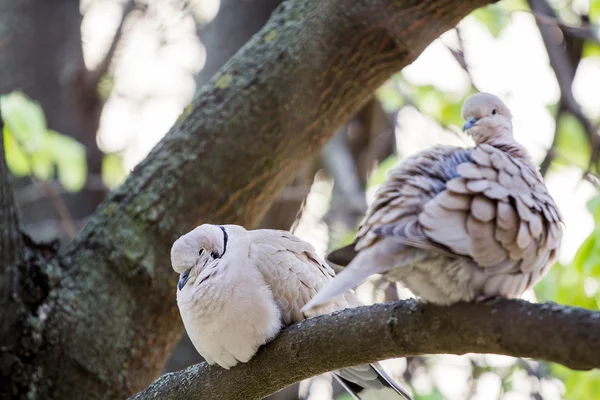 Mourning Doves (Zenaida macroura) on a linden tree branch — Stock Photo, Image