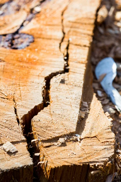 木材与裂缝从最近切碎的树干-纹理片 — 图库照片