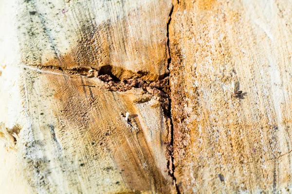 Pieza de madera con grietas del tronco de árbol recientemente picado - texturas — Foto de Stock