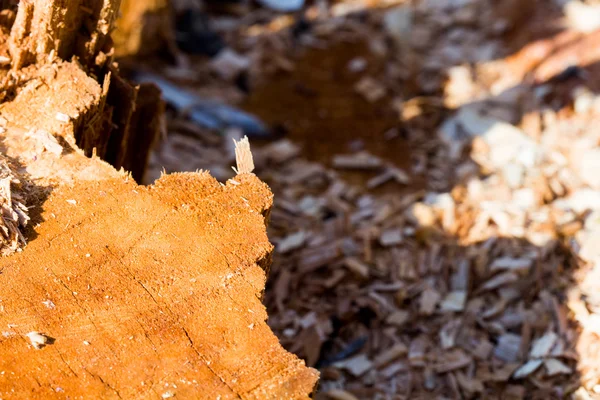 Dřevo kus s praskliny z nedávno nasekané kmeni - textury — Stock fotografie