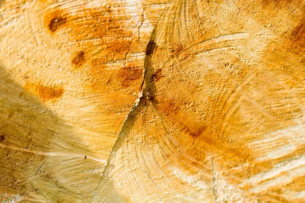Pieza de madera con grietas del tronco de árbol recientemente picado - texturas — Foto de Stock