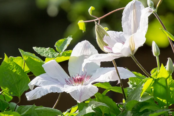 Hermosas flores de clematis rosadas y blancas con vegetación — Foto de Stock