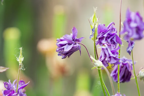 Flor de Columbina (Aquilegia) con fondo natural —  Fotos de Stock