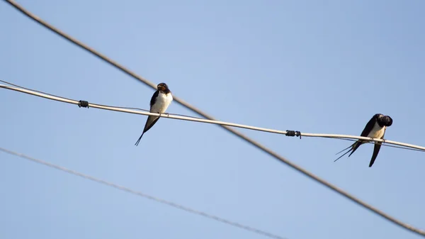 Engula pássaros em um arame — Fotografia de Stock