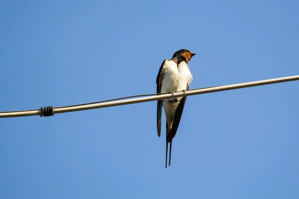Swallow birds on a wire — Stock Photo, Image