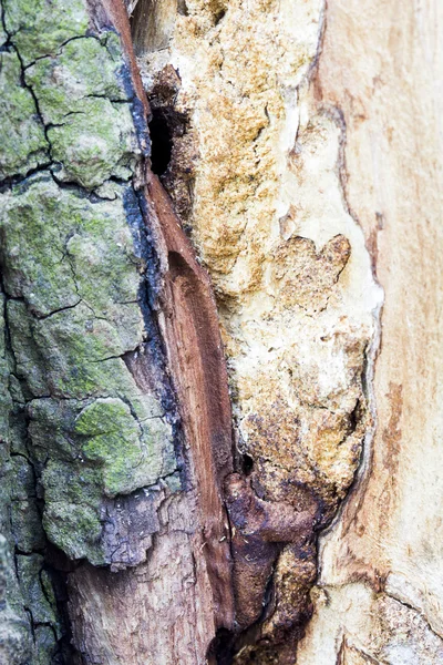 Restos de un viejo tronco de árbol sin corteza comido por gusanos de madera con rastros de gusano — Foto de Stock