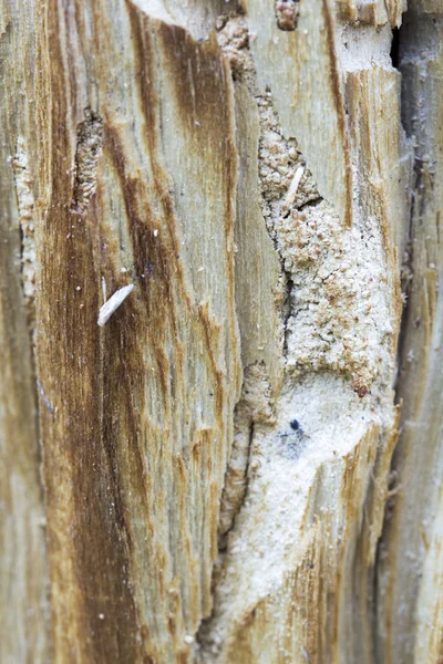 eski bir ağaç gövdesi solucan izleri olan ahşap solucanlar tarafından yemiş kabukları ağacına kalır.