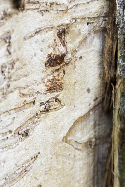 ワームの痕跡と木材ワームによって食べる樹皮ツリーを持たない古い木トランクのまま — ストック写真