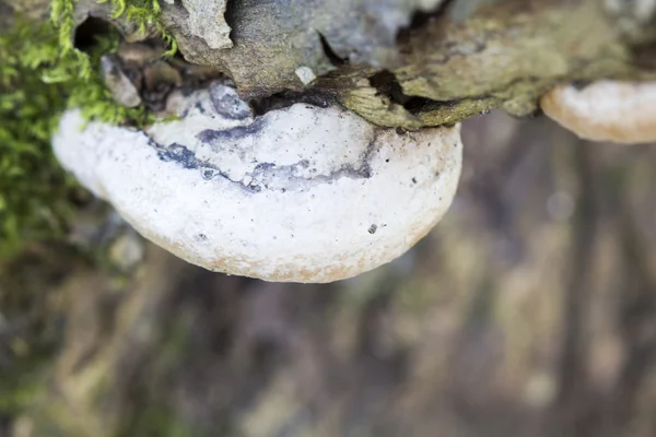 Remains of an old tree trunk without bark tree eaten by wood worms with worm traces — Stock Photo, Image