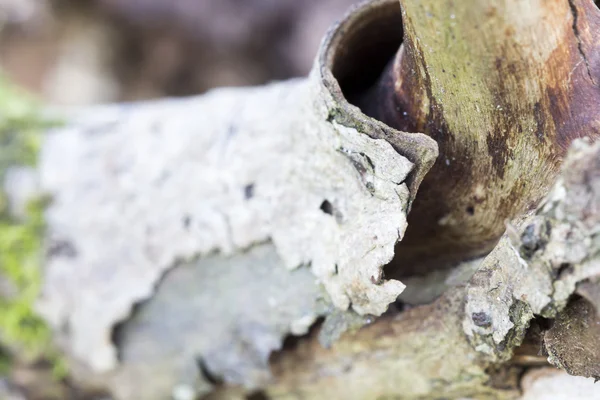 Remains of an old tree trunk without bark tree eaten by wood worms with worm traces — Stock Photo, Image